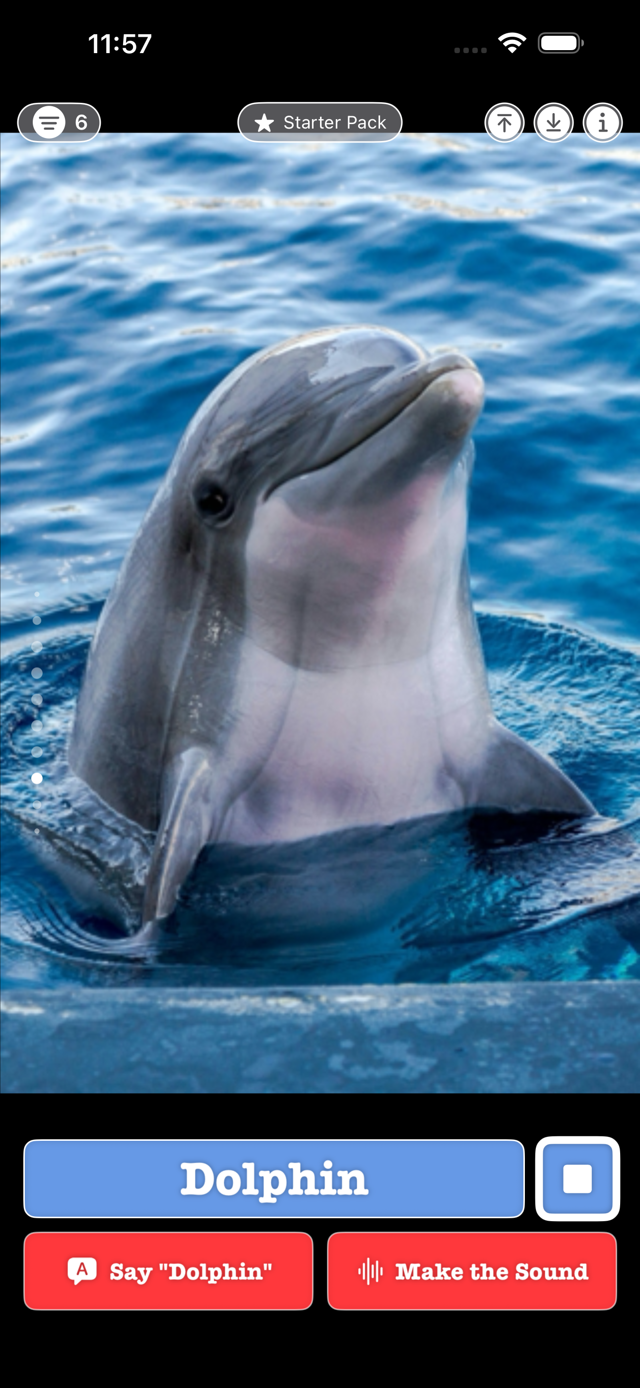Dolphin